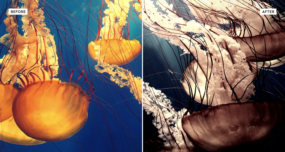 Side-by-side comparison: orange jellyfish in blue water before, and after the old bleach effect strips the colour to pale washed-out tones with heavy contrast